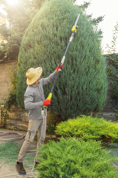 The Steps Involved in Our Tree Care Process in Golden Grove, SC